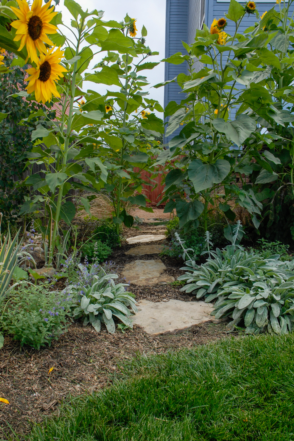 Terraced Turf Backyard